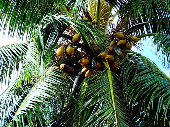 The coconut palm: A tree of life?