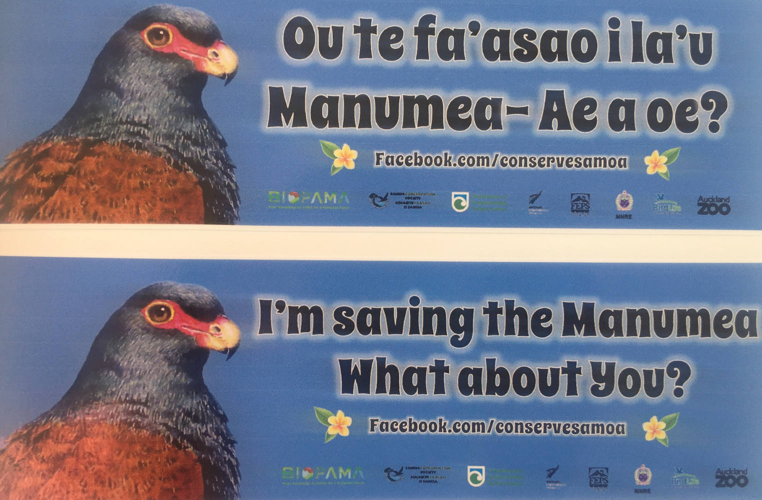 Image: On the left hand side of the image, in front of a blue background, a bird looks at the viewer. It is only shown from the chest up, with it's light brown wings on blue feathers. The beak is beant and yellow and the eyes are framed with red. Next to the bird, a slogan sais "Ou te fa'asao i la'u Manumea-Ae a oe?", below that a link refers to "Facebook.com/conservesamoa". This whole image is copied again below, this time with English translation: "I'm saving the Manumea - What about you?"